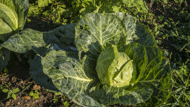 Cabbage in garden