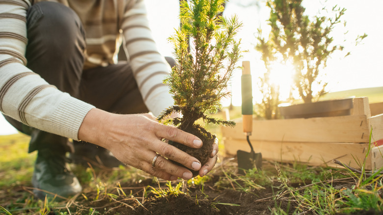 A person plants a small tree starter in the soil