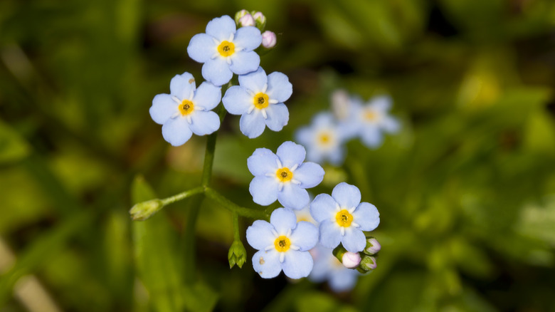 Closeup of pale blue forget-me-not flowers against a green background.