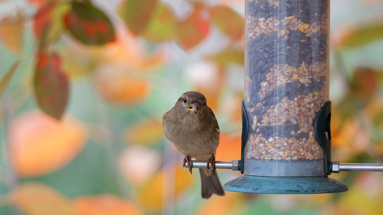 Bird resting on bird feeder