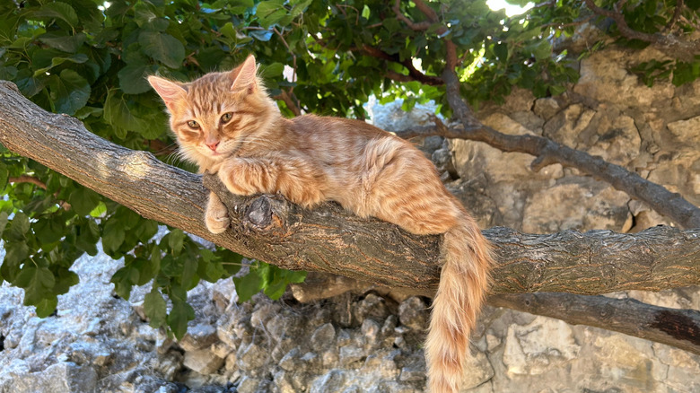 Cat sitting in a tree