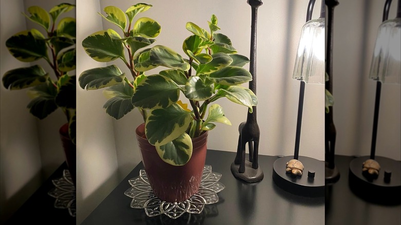 Plant sitting on top of a secondhand crystal glass plate