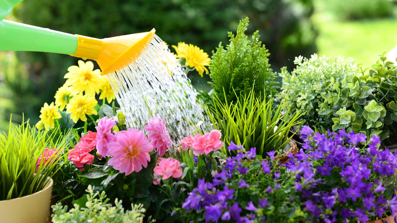 A watering can being used on outdoor plants