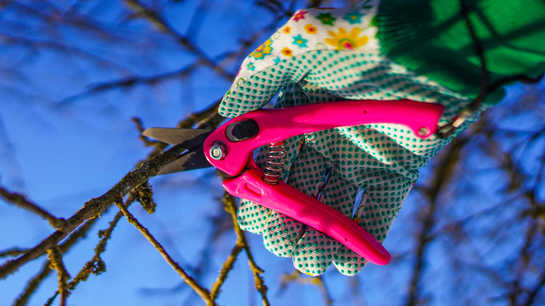 Pruning branches on a tree