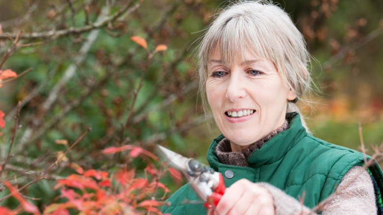 Adult female gardener pruning a maple branch