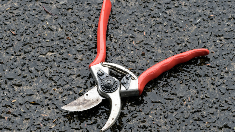 A lightly used pair of Felco 2 garden shears on a wet textured concrete patio.