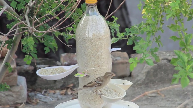 A sparrow sits on a plastic spoon sticking out of a bird feeder made from a plastic bottle.
