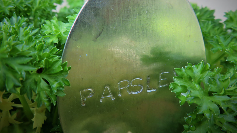 A spoon with the word parsley stamped on it surrounded by curly leaf parsley.