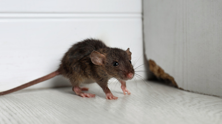 Mouse standing by hole in wall