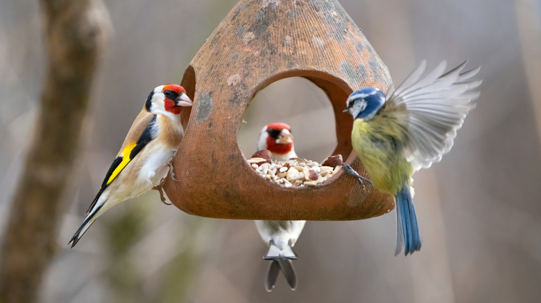 Birds flocking around a feeder filled with seeds