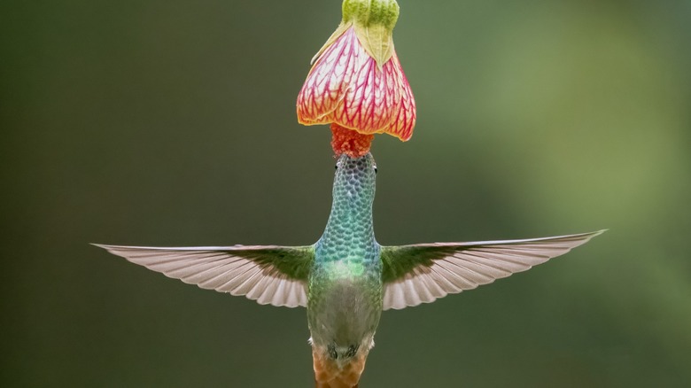 A hummingbird feeding from a red and white bell-shaped flower.