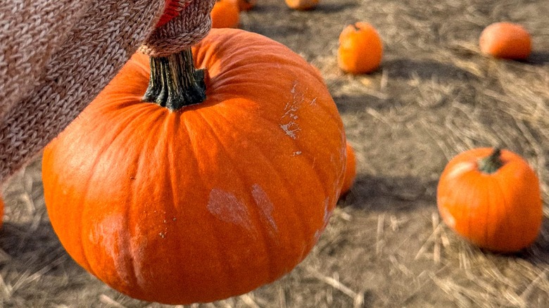 Close-up of a person wearing a yarn sweater holding a pumpkin from a pumpkin patch
