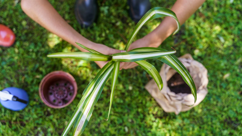 A gardener holding a young spider plant with a pot and some soil in a bag