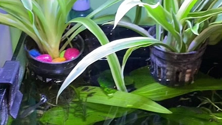 A closeup of baby spider plants being propagated in an aquarium using net pots