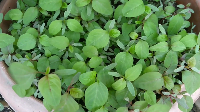Amaranth microgreens growing in a container