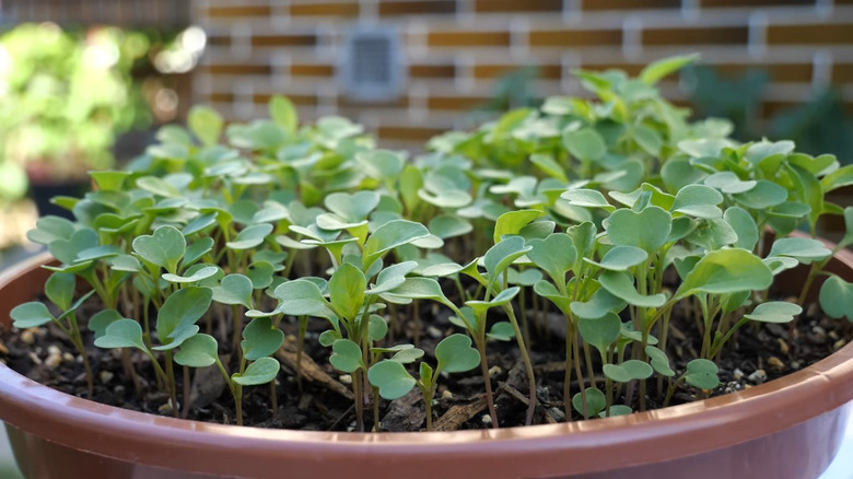 Arugula microgreens growing in a container
