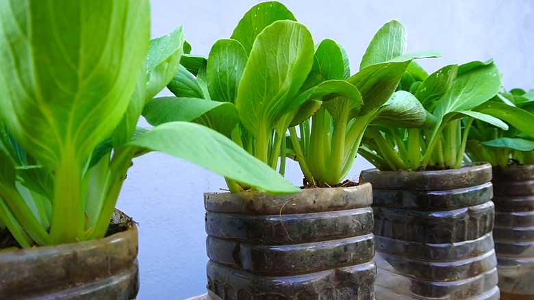 Bok choy growing from repurposed drinking containers
