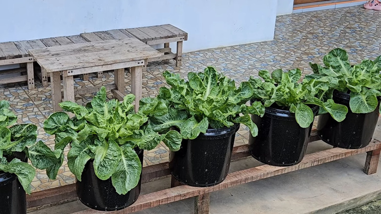 Endive plants in black plastic containers