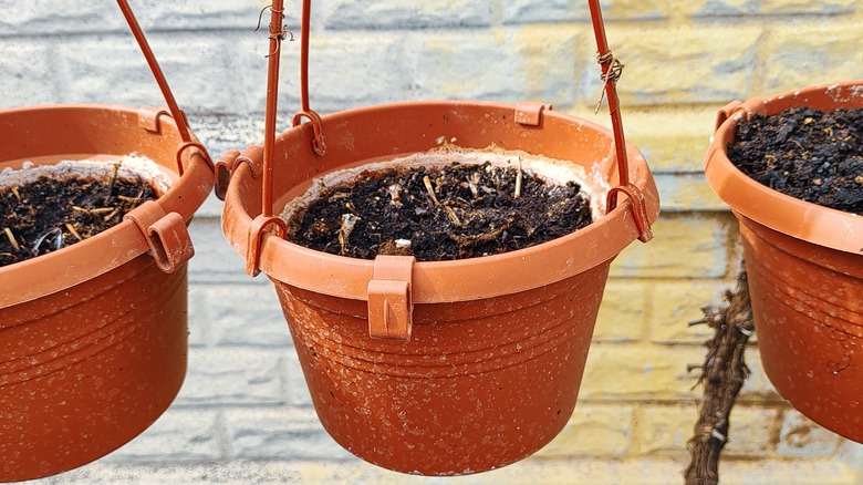 Three empty hanging planters