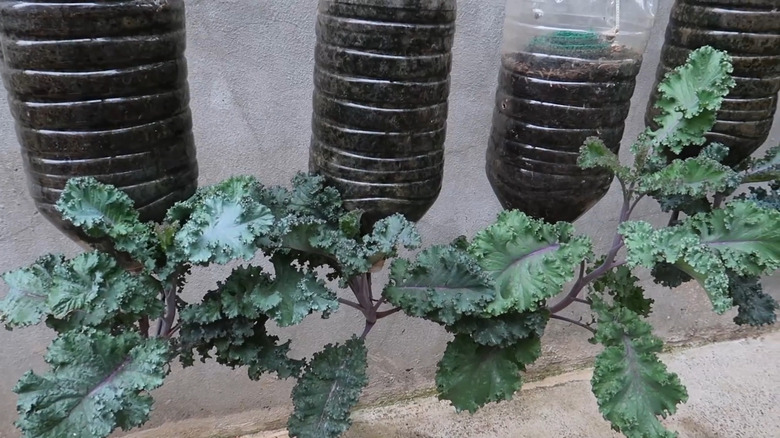 Kale growing upside down in hanging repurposed containers
