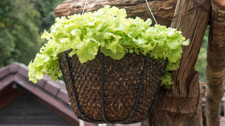 A hanging basket filled with vibrant green loose leaf lettuce