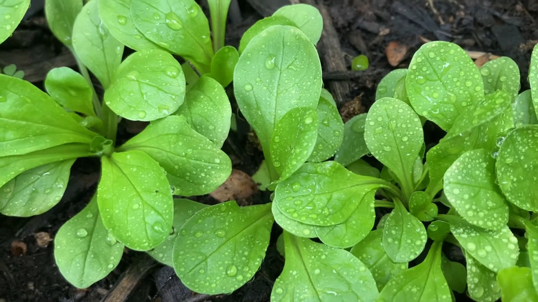 Mâche (corn salad) growing in soil with water droplets on the leaves