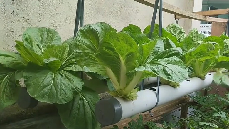 A hanging pipe filled with large mustard green plants
