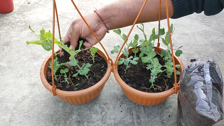 Edible sugar snap pea shoots in two hanging baskets