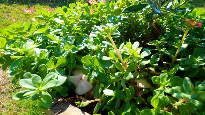 A bed of purslane in a sunny garden