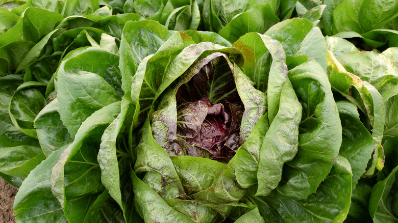 A radicchio plant with reddish inner leaves and green outer leaves