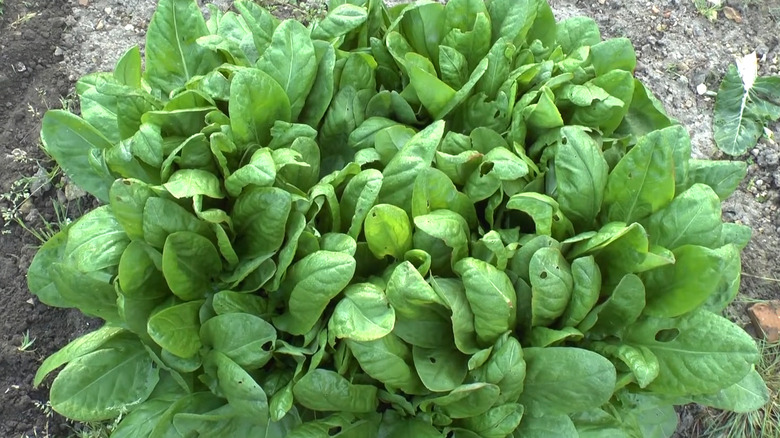 A thick mat of sorrel in a garden