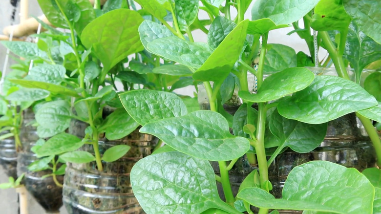 Spinach growing in hanging pots made from repurposed plastic bottles