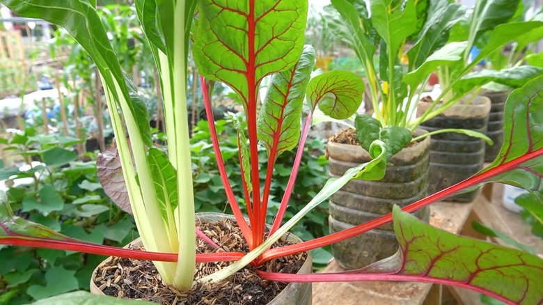 Swiss chard growing in small containers on a fence rail