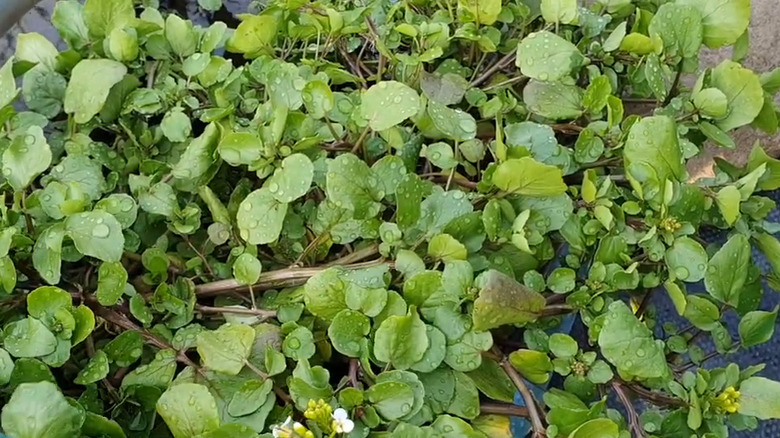 A dense mat of watercress in a garden