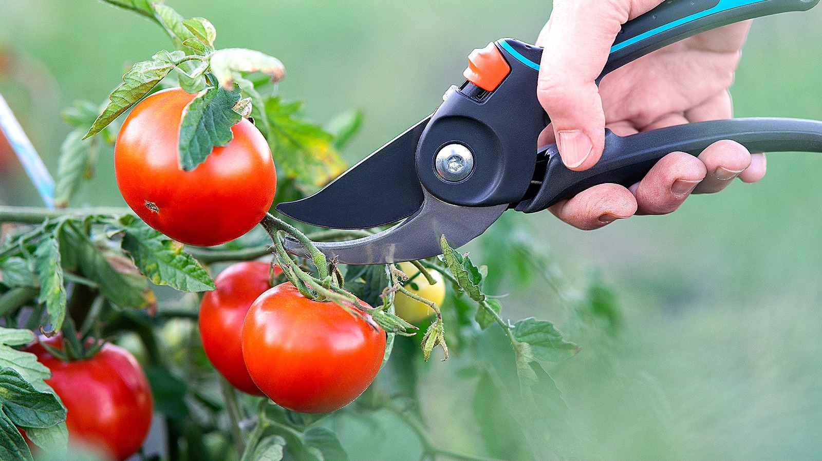 No Need For Garden Shears: The Quicker Tool For Harvesting Plants That ...