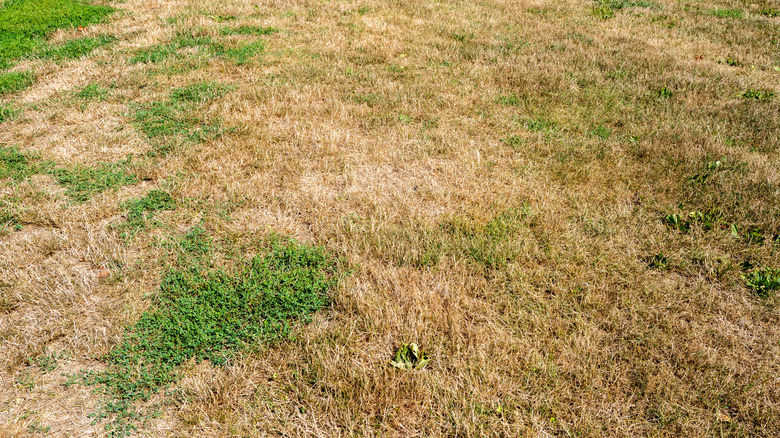 A large patch of dry grass