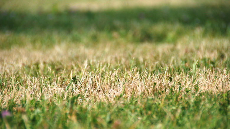 A close up of a patch of dry grass