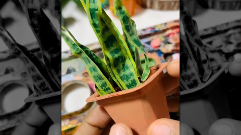 Faux snake plant in mini jelly cup