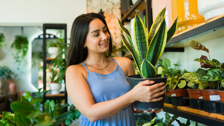 Woman holding snake plant
