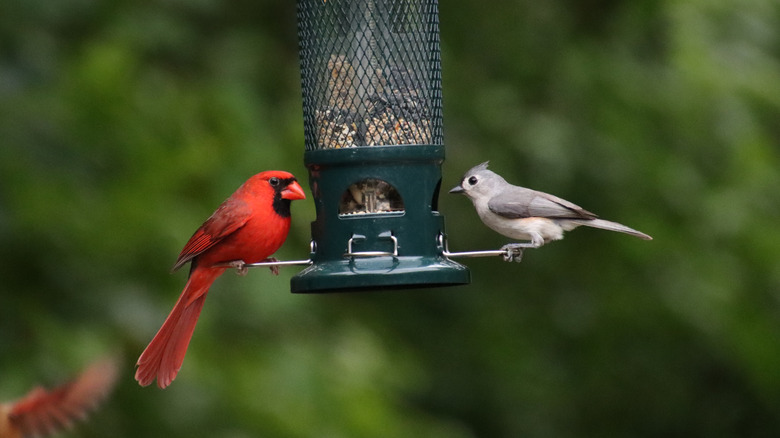 Birds visiting a hanging bird feeder