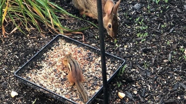 The Aelean Ground Bird Feeder Tray available at Amazon