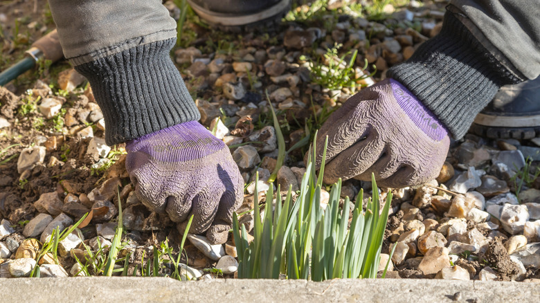 person weeding weeds from rock gravel