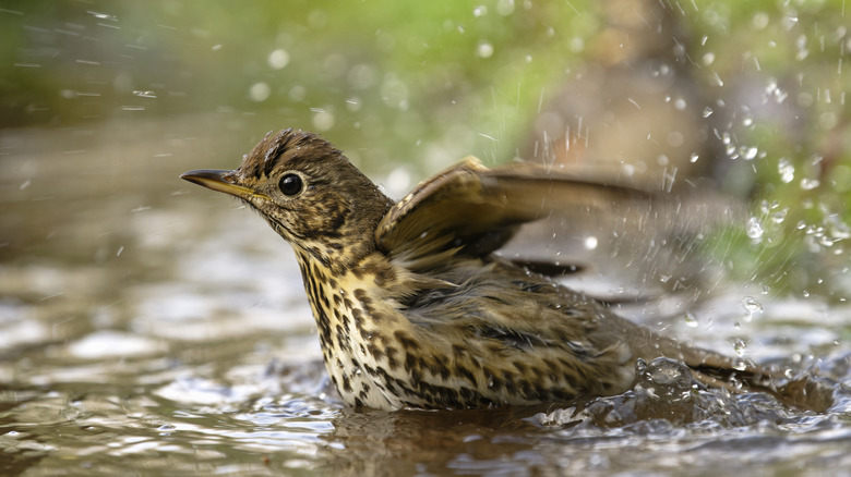 passerine bathing in water