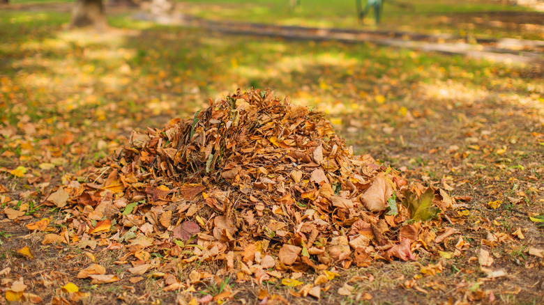 A pile of leaves sitting in a yard