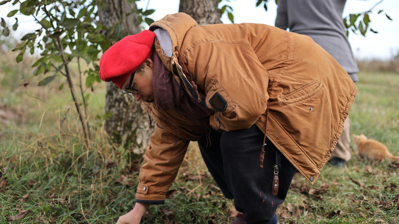 A person bending over to pick up nuts under a tree