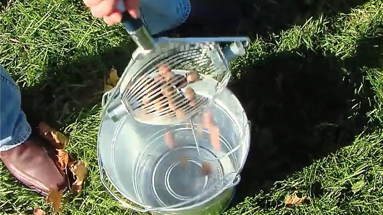 Person using emptying the nut wizard into a bucket after collecting walnuts