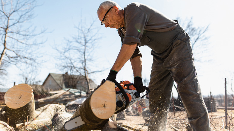 A person cuts a fallen tree into rounds with a chainsaw