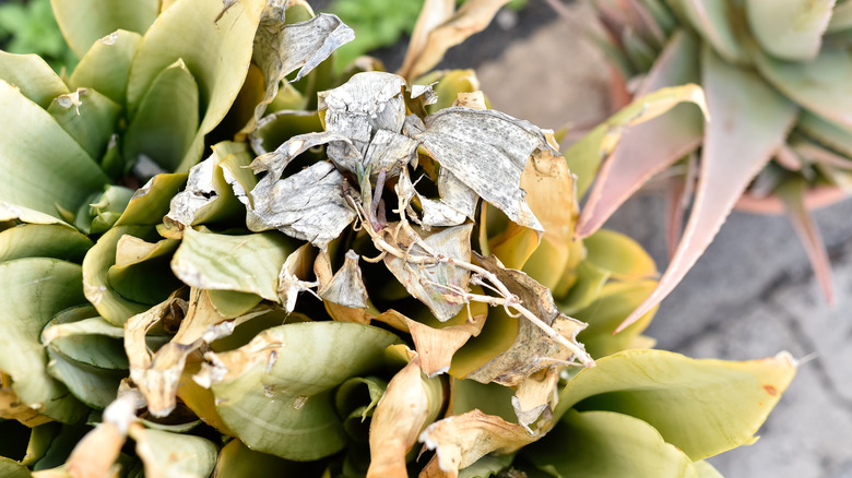 Close up of a withered Sansevieria plant with dry grey leaves in a garden.