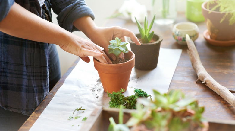 Cropped shot of a woman planting succulent plants into pots at a table.