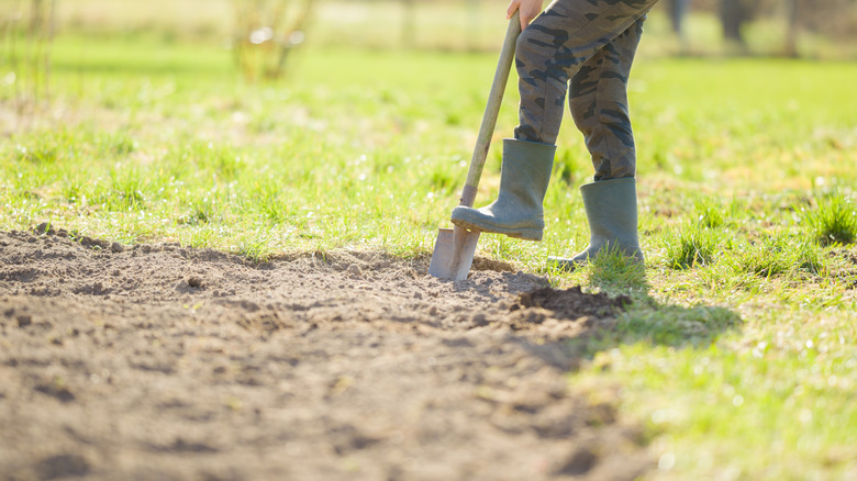 Gardener using a spade to dig a new garden bed
